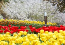 서대문구 안산(鞍山)으로 봄꽃 구경 가 볼까