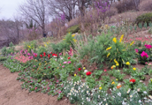 서대문구 봄나들이 명소 안산, 다채로운 봄꽃으로 옷 입다