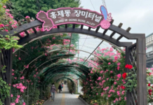 장미로 꽃 피운 서대문구 “장미 명소 보러 오세요”