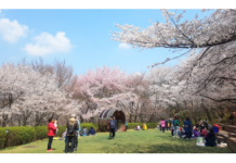 서대문구 ‘안산 잔디마당’ 숲속 공공예식장으로 무료 개방